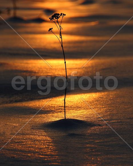 Одинокий цветок на закате