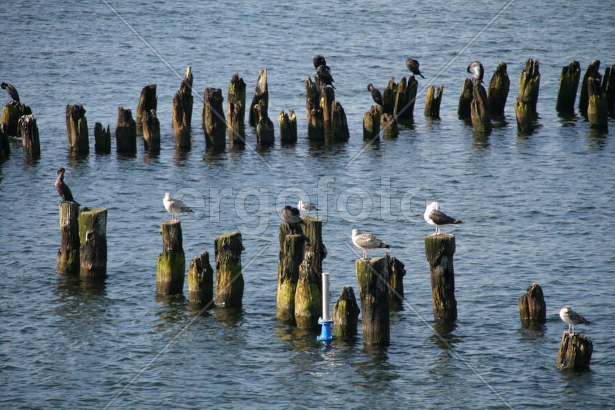 Балтийское море и чайки