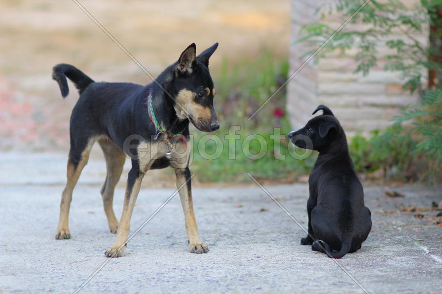 Братья по разуму