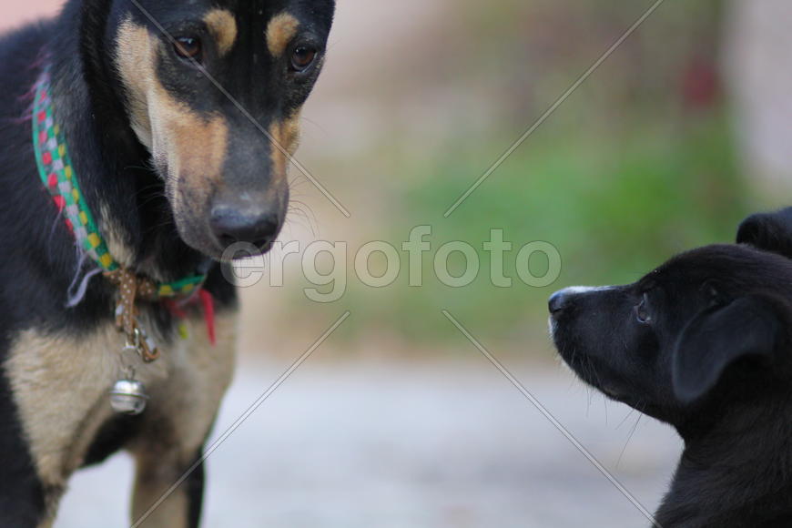 Братья по разуму