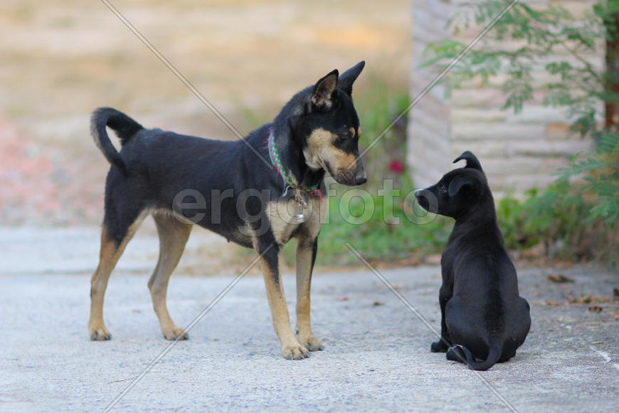 Братья по разуму