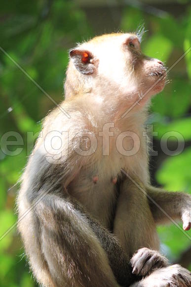 Взгляд обезьяны