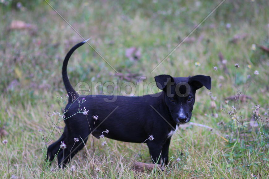 Щенок в траве