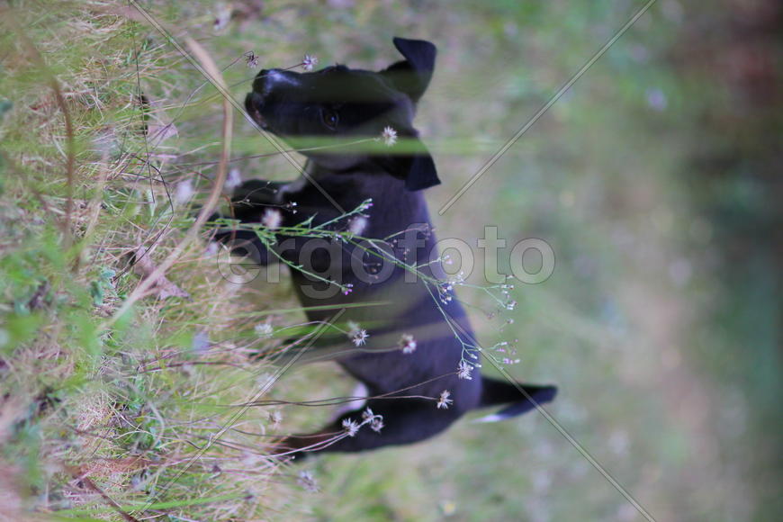 Щенок в траве