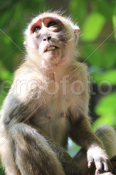 Взгляд обезьяны