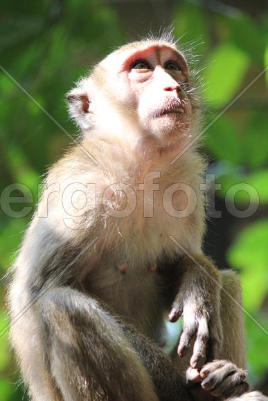 Взгляд обезьяны