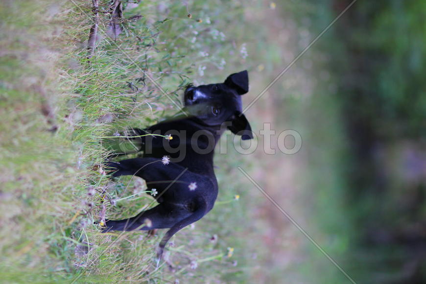 Щенок в траве