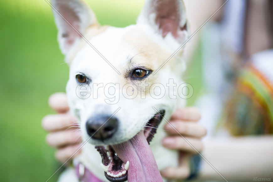 Морда белой собаки