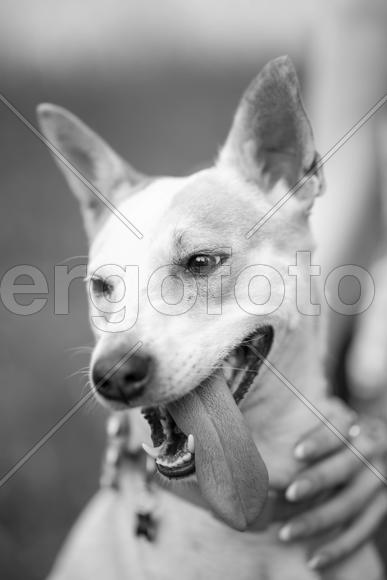 Собака улыбается