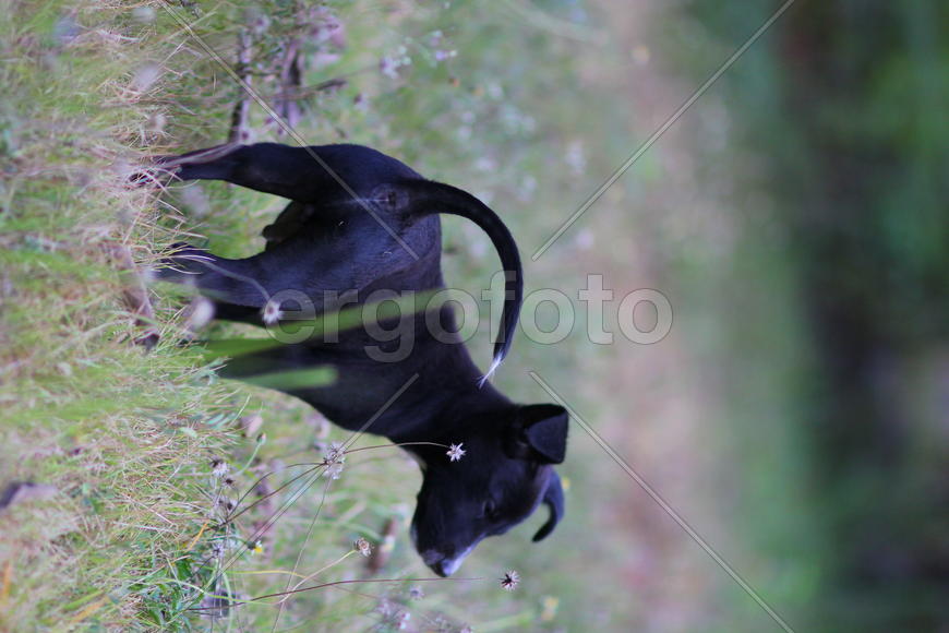 Щенок в траве