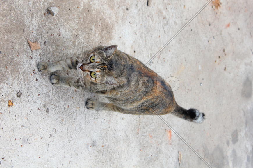 Взгляд кота