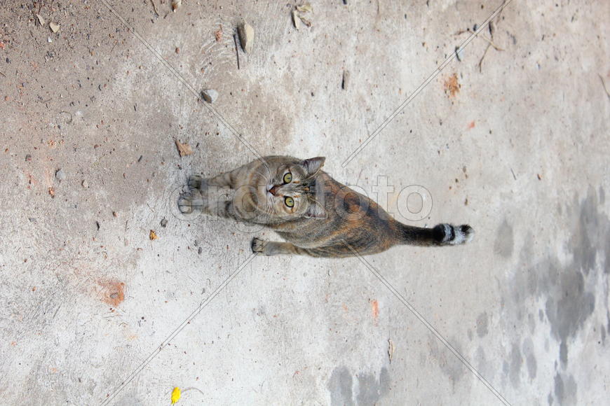 Взгляд кота