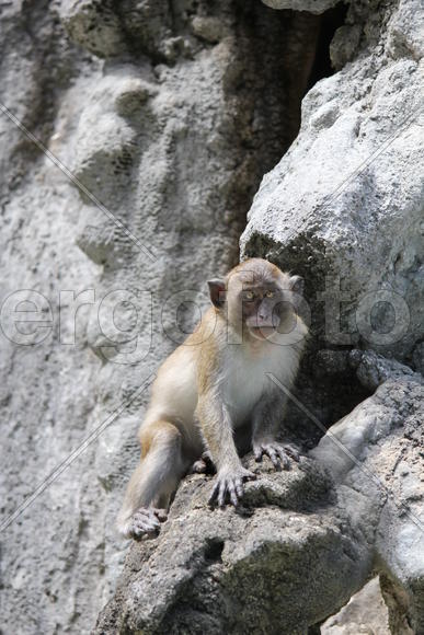 Обезьяна на камне