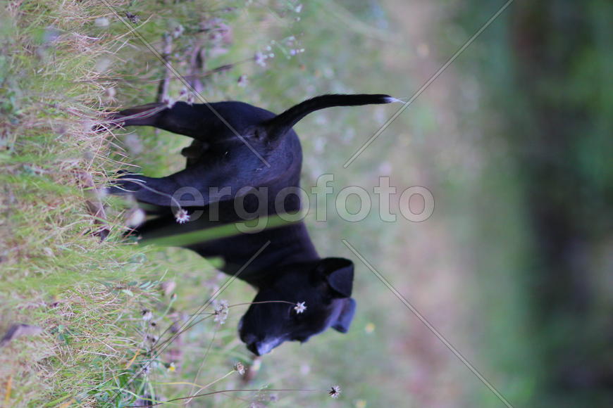 Щенок в траве