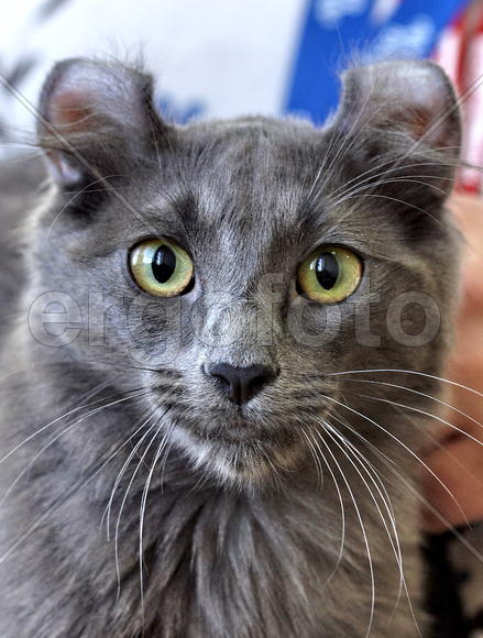 Американский кёрл