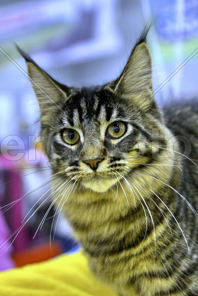 Норвежская лесная