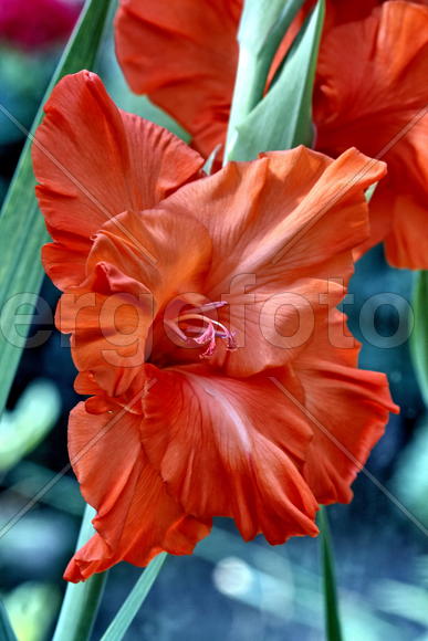 Гладиолусы