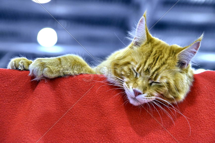 Рыжий на красном