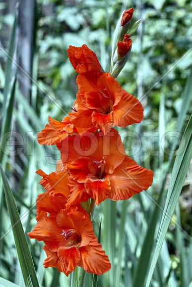 Гладиолусы