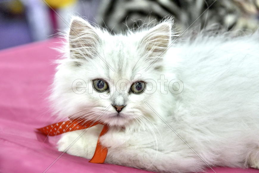 Белый и пушистый