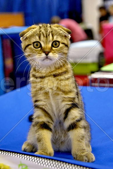 Вислоухий шотладнский котенок.