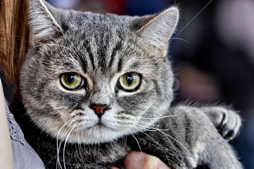 Кот британский