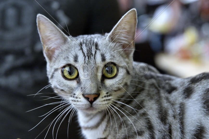 Бенгальский