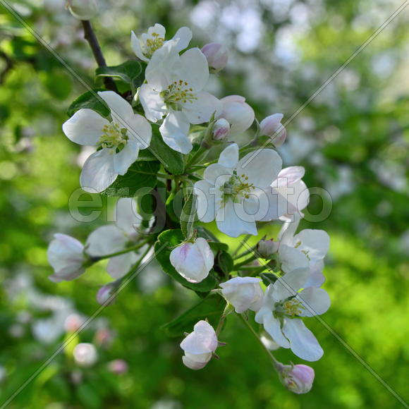 Цветущая яблоня