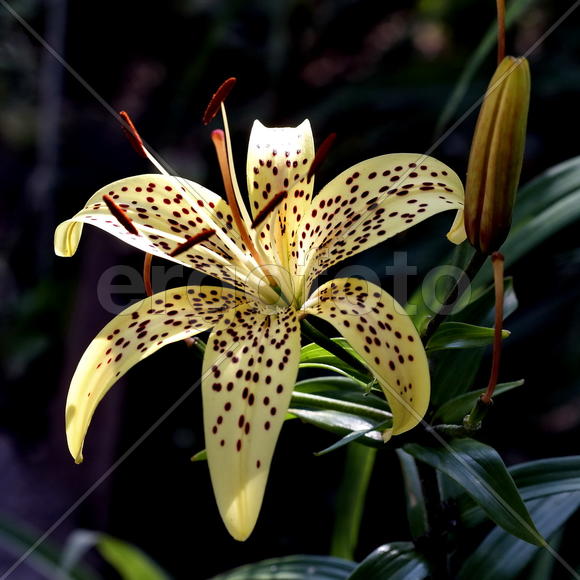 Лилия тигровая