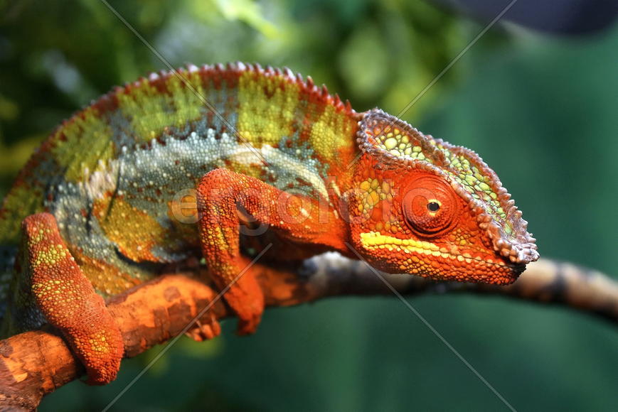 Яркий хамелеон на ветке