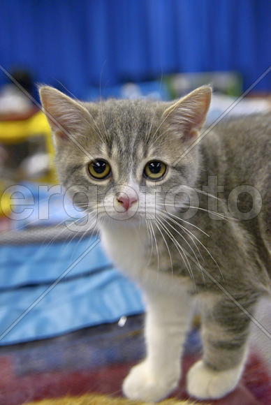 Котенок-британец.