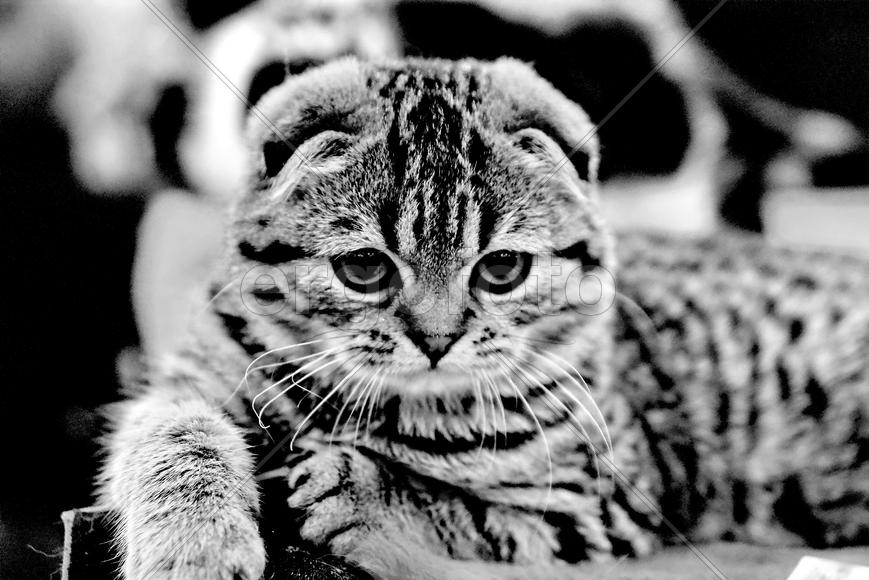 Вислоухий грустный кот 