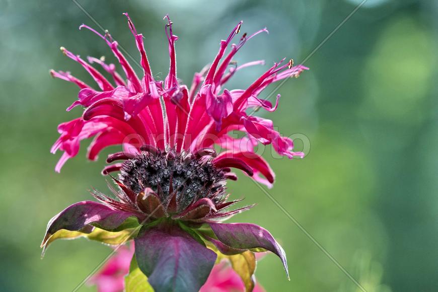 Экзотический цветок