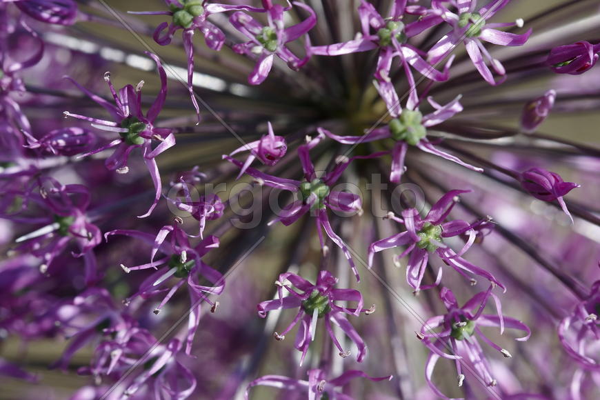 Цветущий лук