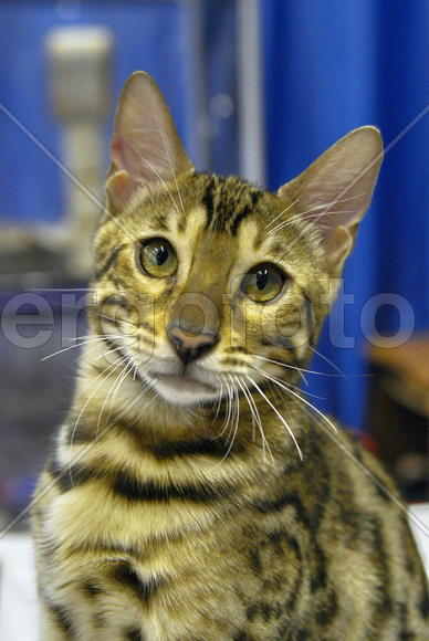 Бенгальский кот.