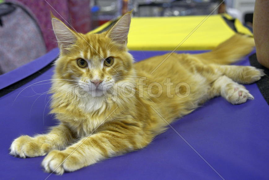 Кот породы Мейн кун.