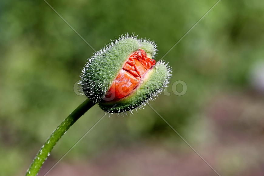 Раскрывающийся мак