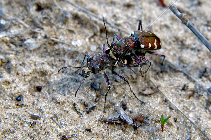 Весенние игры