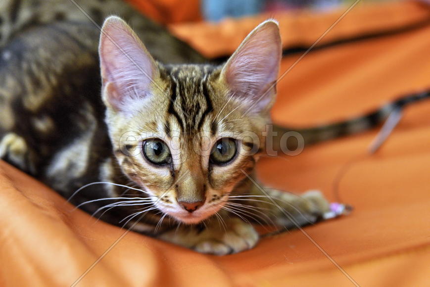 Бенгальский