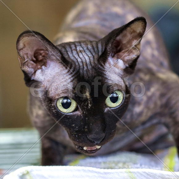 Канадский сфинкс