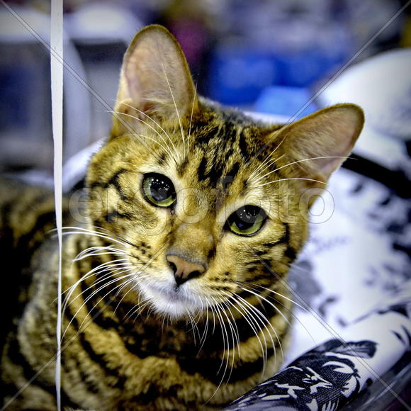 Бенгальский