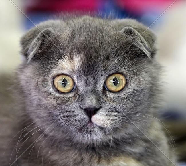 Вислоухий котенок