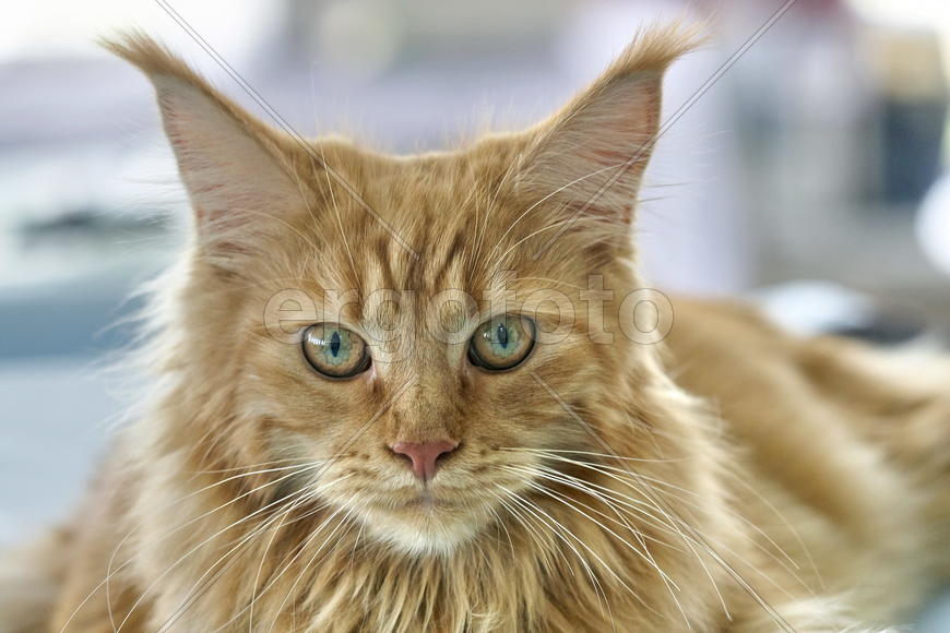 Норвежский