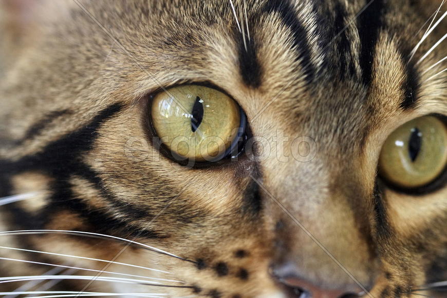 Глаза животного