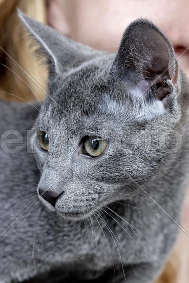 Русская голубая