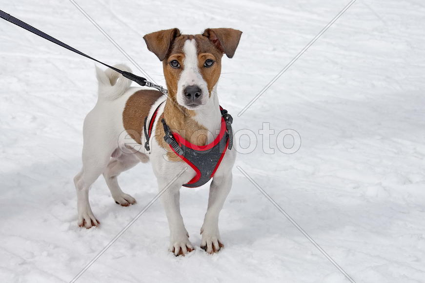 Джек Рассел терьер