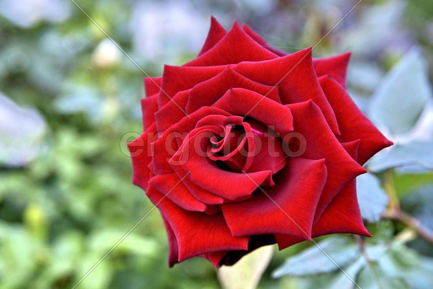 Красная роза