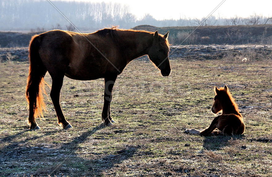 Лошадь с жеребенком