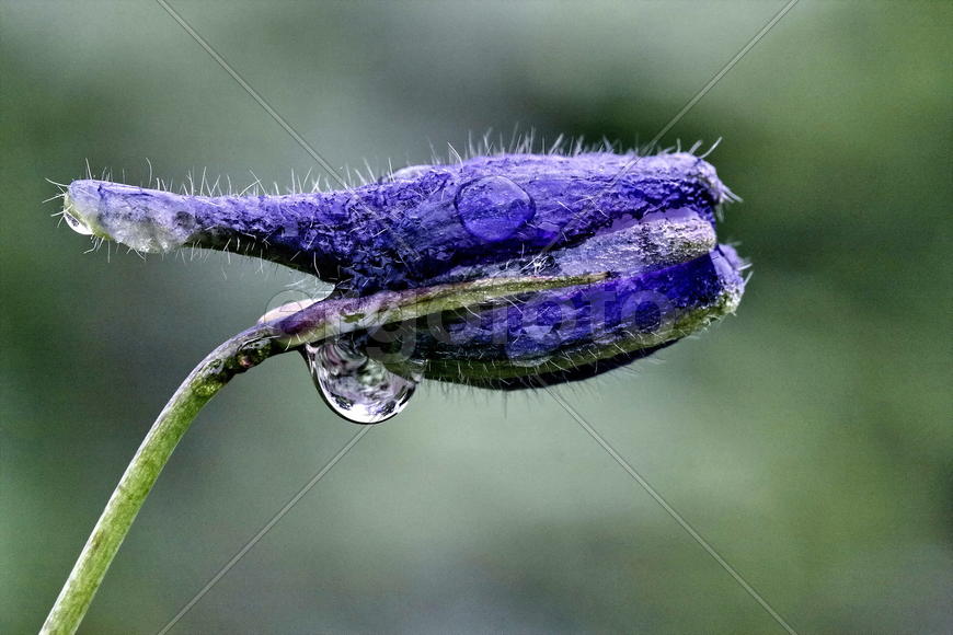 Птеродактиль