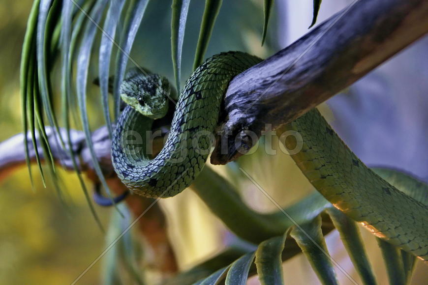 Зеленый змий